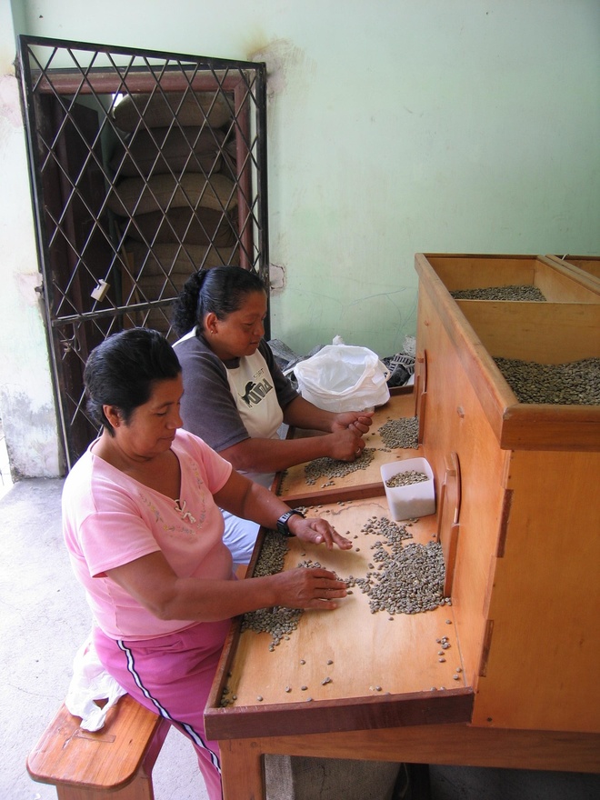 Sorting through the dried coffee beans