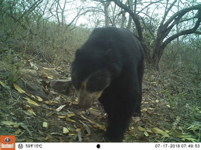 Spectacled Bear On Camtrap La Pena Perydryforest
