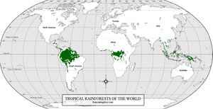 World Rainforest Map