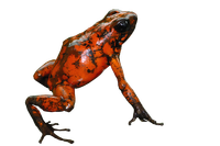 Poison Dart Frog Cutout