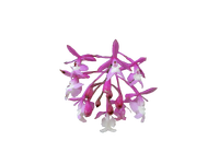 Pink Flower Cutout