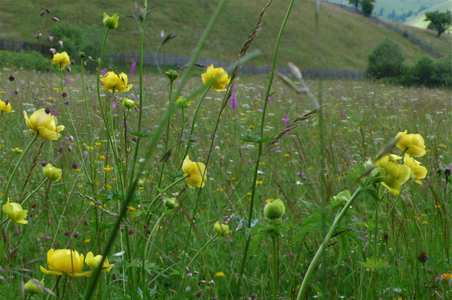 Transylvanian meadows have the highest floristic diversity recorded anywhere in the world