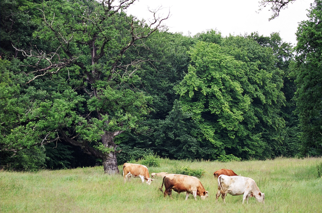 Wood pasture, as found in the area, are another threatened habitat in Europe