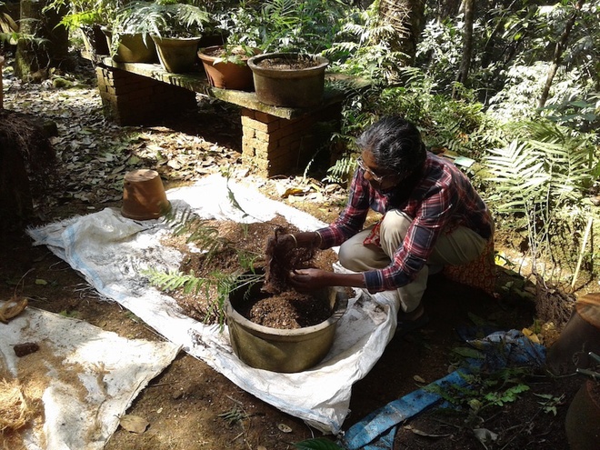 Laly works with endemic ferns