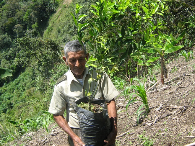 Receiving citric trees to plant