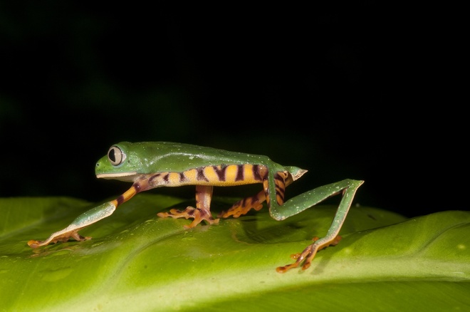 Tiger Striped Leaf Frog