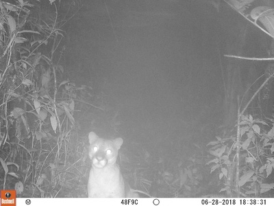 Puma Concolor 13