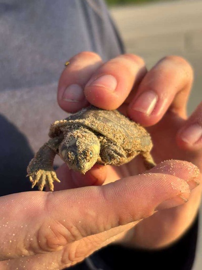 Tartaruga hatchling Xavier
