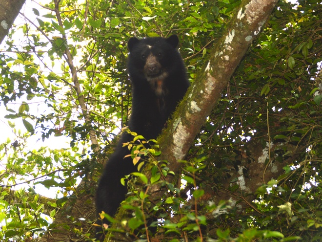 Rc Andeanbear Tashkin