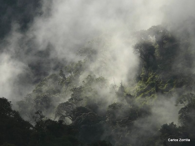 Cloud forest of Intag, Carlos Zorilla