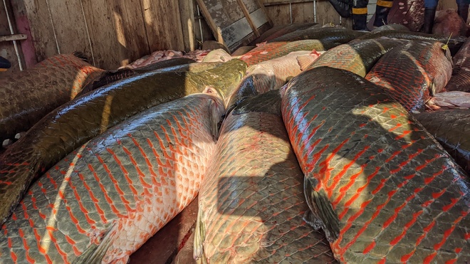 Arapaima Sustainable Harvest