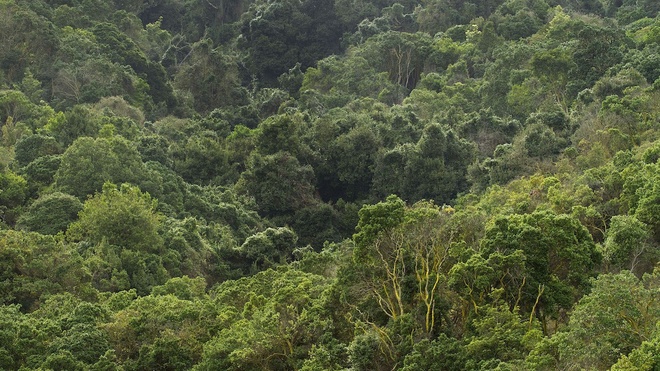 El Boldo forest