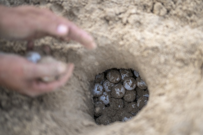 Instituto Juruá turtle eggs