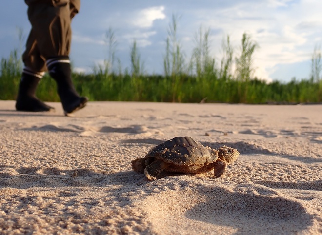 Juruá hatchling conservationist
