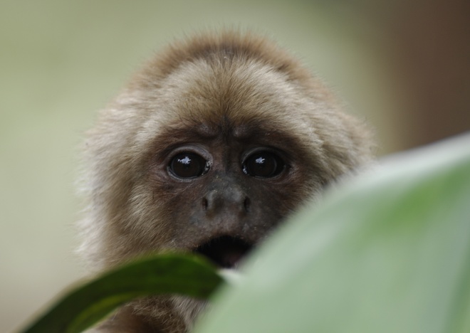 Spider Monkey