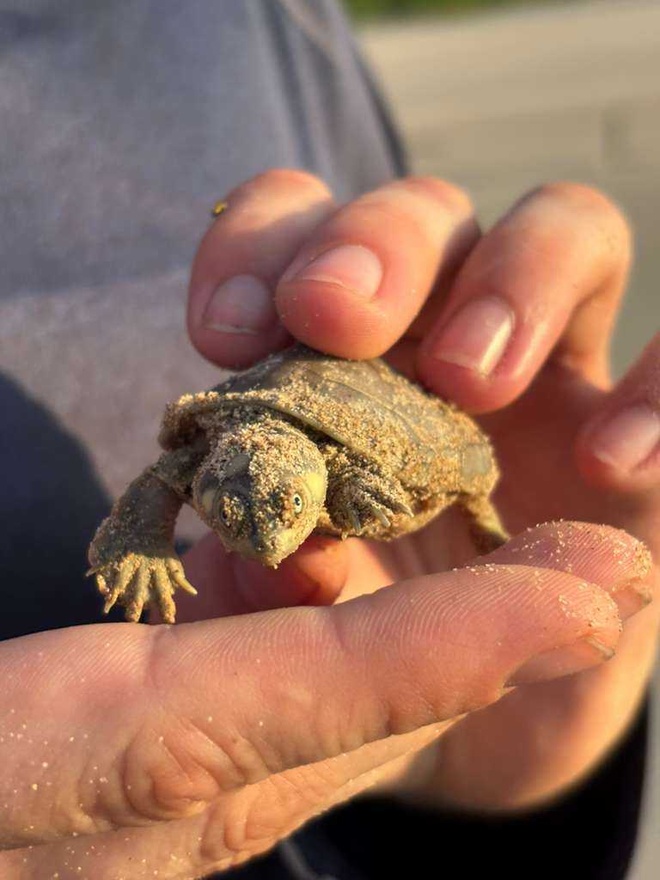 Tartaruga hatchling Xavier