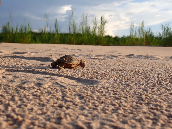 freshwater turtle beach Juruá