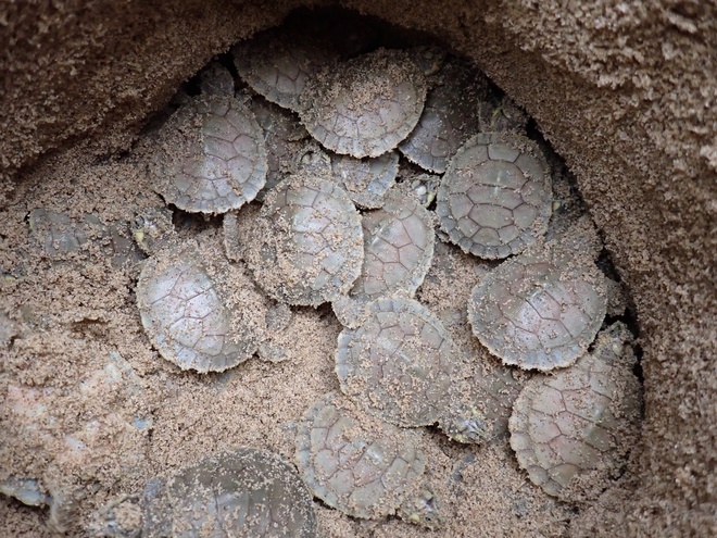 Jurua turtle nest