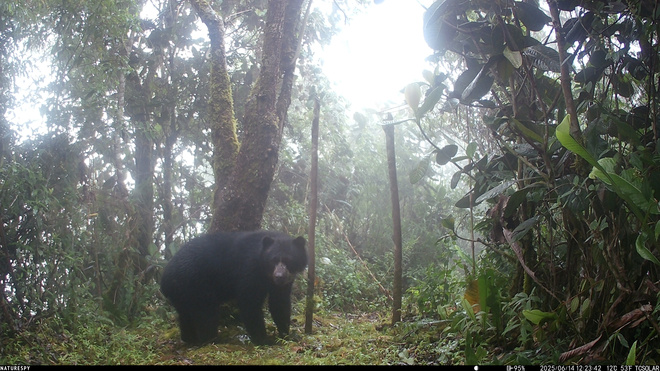 Andean bear Nature Spy Camera