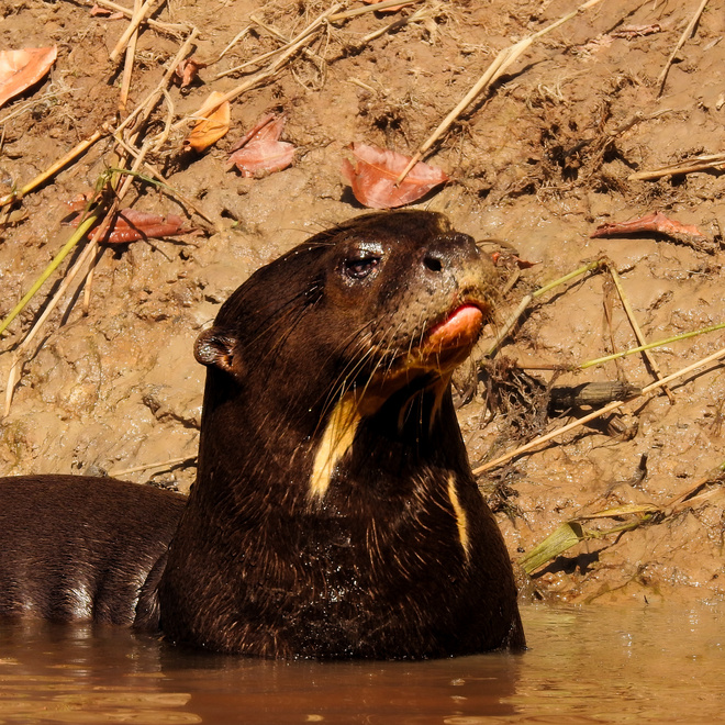 Giant Otter